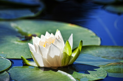 lotus_series_steve_g_jones.jpg
